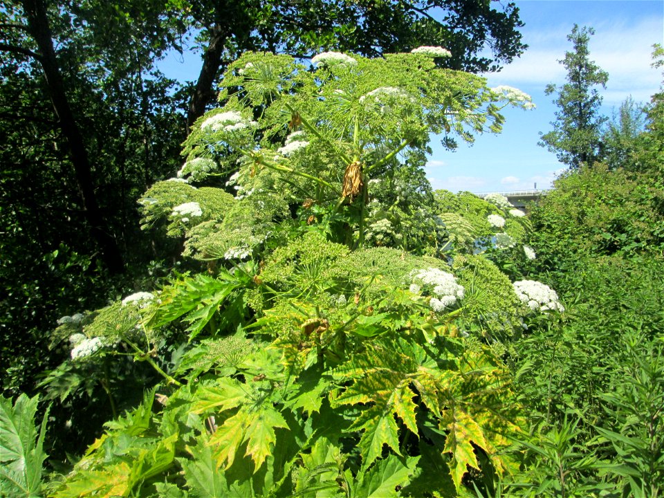 Riesen-Bärenklau (Heracleum mantegazzianum) invasiv an der Saar in Güdingen