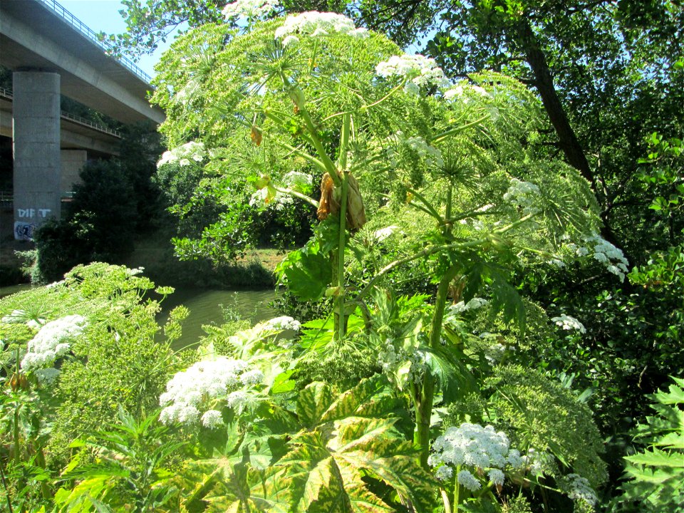 Riesen-Bärenklau (Heracleum mantegazzianum) invasiv an der Saar in Güdingen