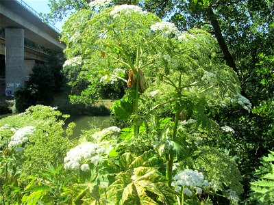 Riesen-Bärenklau (Heracleum mantegazzianum) invasiv an der Saar in Güdingen