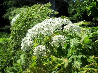 Riesen-Bärenklau (Heracleum mantegazzianum) invasiv an der Saar in Güdingen