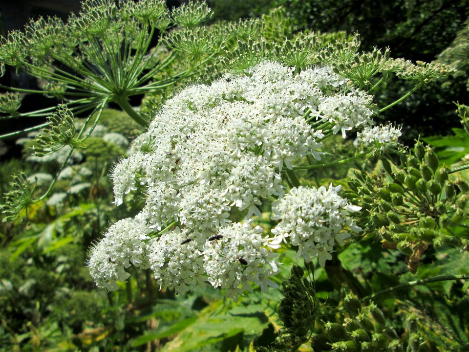 Riesen-Bärenklau (Heracleum mantegazzianum) invasiv an der Saar in Güdingen