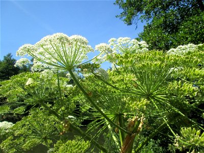 Riesen-Bärenklau (Heracleum mantegazzianum) invasiv an der Saar in Güdingen