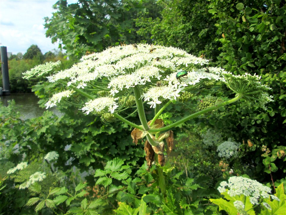 Riesen-Bärenklau (Heracleum mantegazzianum) beim Osthafen Saarbrücken