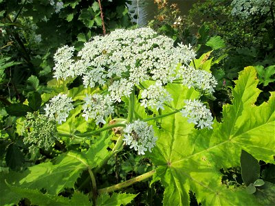 Riesen-Bärenklau (Heracleum mantegazzianum) beim Osthafen Saarbrücken