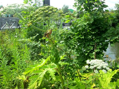 Riesen-Bärenklau (Heracleum mantegazzianum) beim Osthafen Saarbrücken