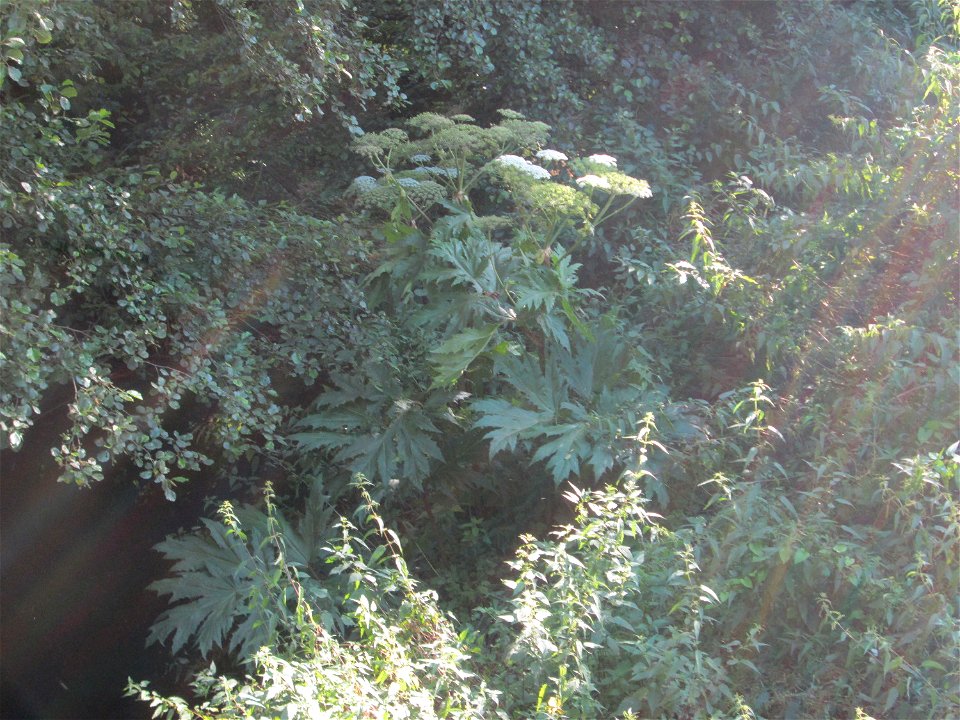 Riesen-Bärenklau (Heracleum mantegazzianum) am Saarbach in Brebach