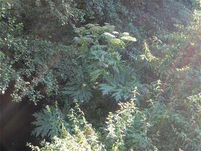 Riesen-Bärenklau (Heracleum mantegazzianum) am Saarbach in Brebach