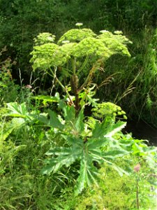 Riesen-Bärenklau (Heracleum mantegazzianum) am Saarbach in Fechingen