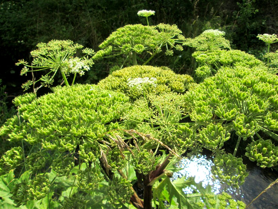 Riesen-Bärenklau (Heracleum mantegazzianum) invasiv am Saarbach in Fechingen