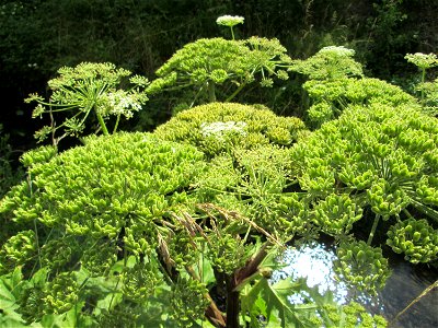 Riesen-Bärenklau (Heracleum mantegazzianum) invasiv am Saarbach in Fechingen photo