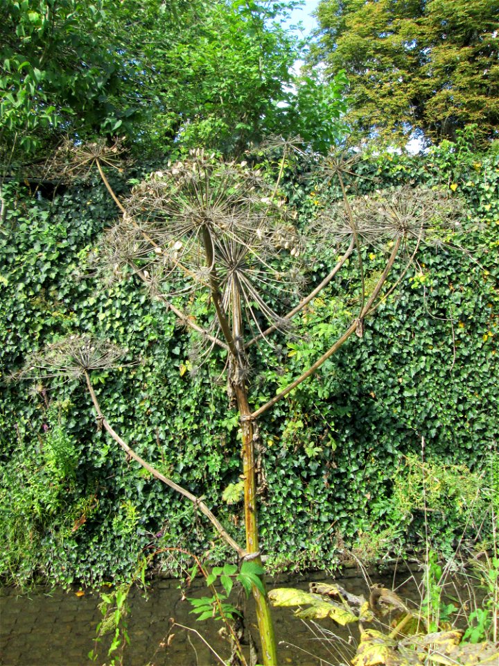 Riesen-Bärenklau (Heracleum mantegazzianum) am Saarbach in Eschringen