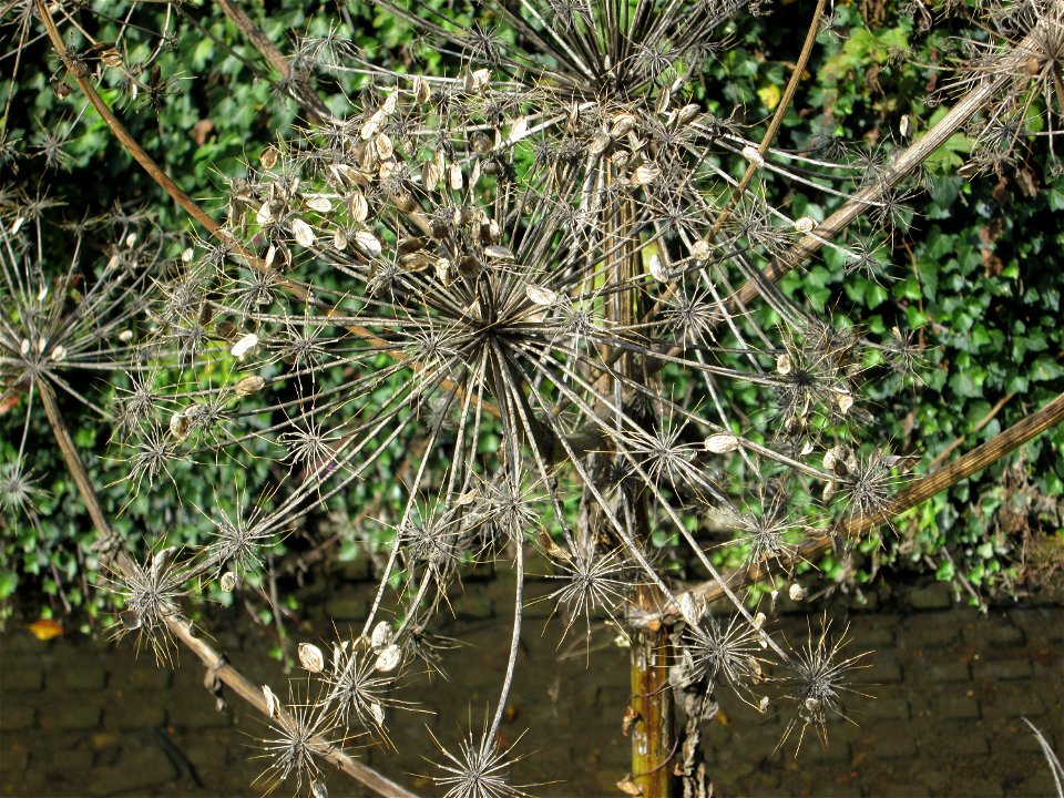 Riesen-Bärenklau (Heracleum mantegazzianum) am Saarbach in Eschringen