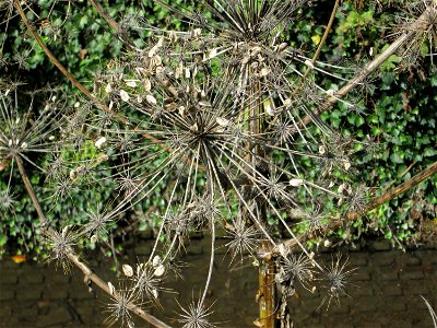 Riesen-Bärenklau (Heracleum mantegazzianum) am Saarbach in Eschringen