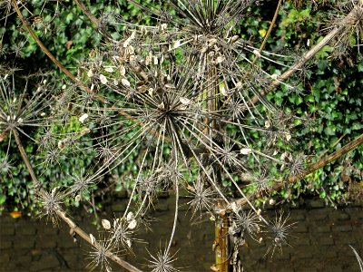 Riesen-Bärenklau (Heracleum mantegazzianum) am Saarbach in Eschringen photo