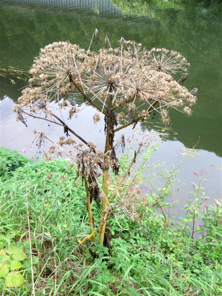 Riesen-Bärenklau (Heracleum mantegazzianum) invasiv an der Saaraue Güdingen