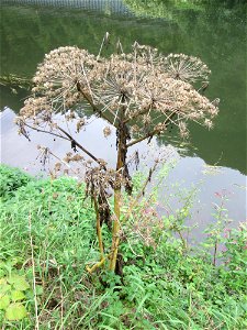 Riesen-Bärenklau (Heracleum mantegazzianum) invasiv an der Saaraue Güdingen