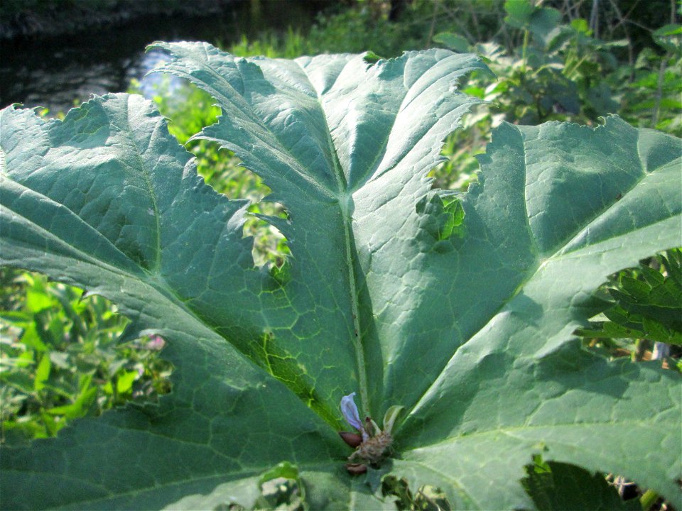 Riesen-Bärenklau (Heracleum mantegazzianum) invasiv am Saarbach in Brebach