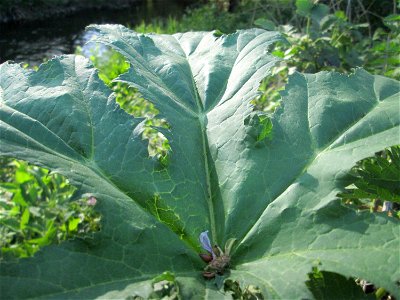 Riesen-Bärenklau (Heracleum mantegazzianum) invasiv am Saarbach in Brebach