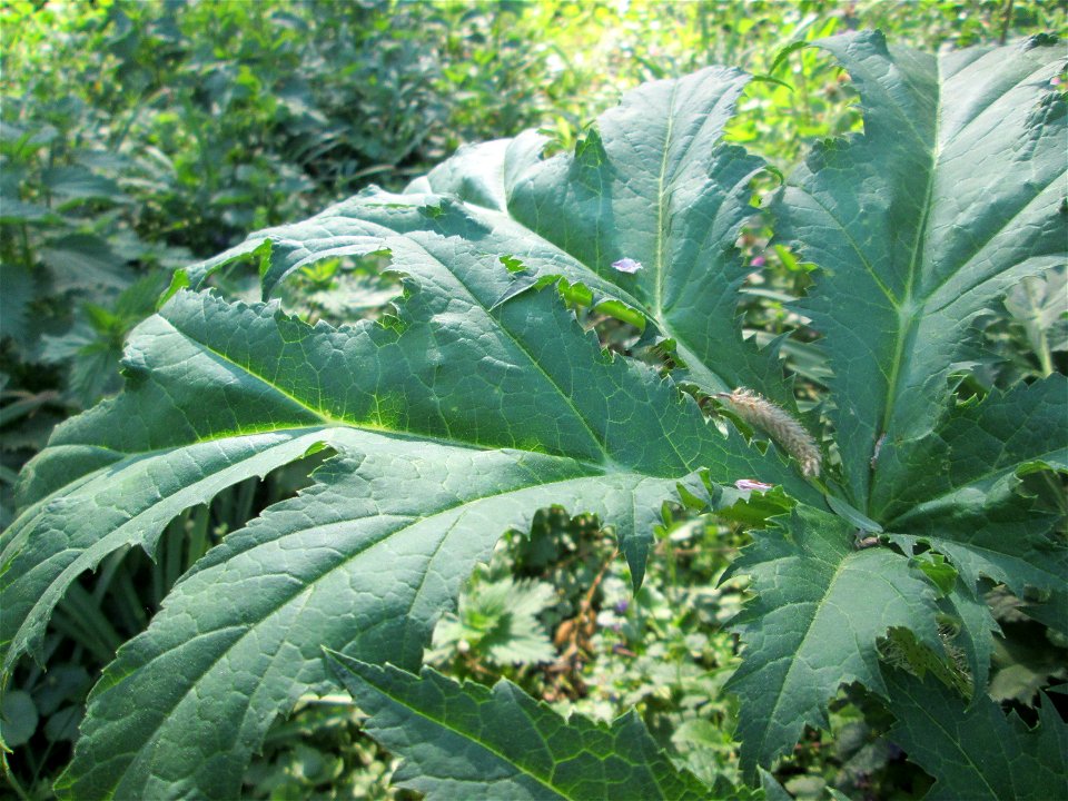 Riesen-Bärenklau (Heracleum mantegazzianum) invasiv am Saarbach in Brebach