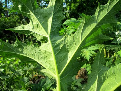 Riesen-Bärenklau (Heracleum mantegazzianum) invasiv am Saarbach in Brebach photo