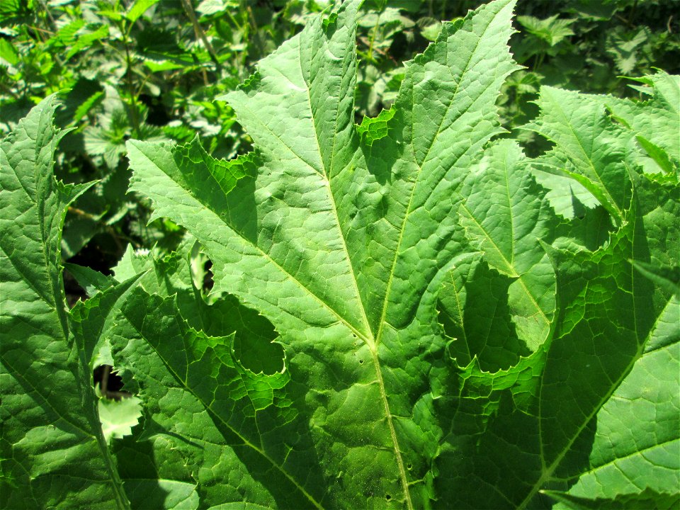 Riesen-Bärenklau (Heracleum mantegazzianum) invasiv am Saarbach in Brebach