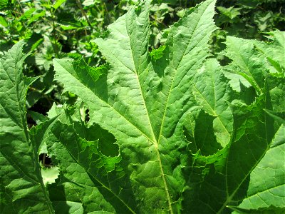 Riesen-Bärenklau (Heracleum mantegazzianum) invasiv am Saarbach in Brebach photo