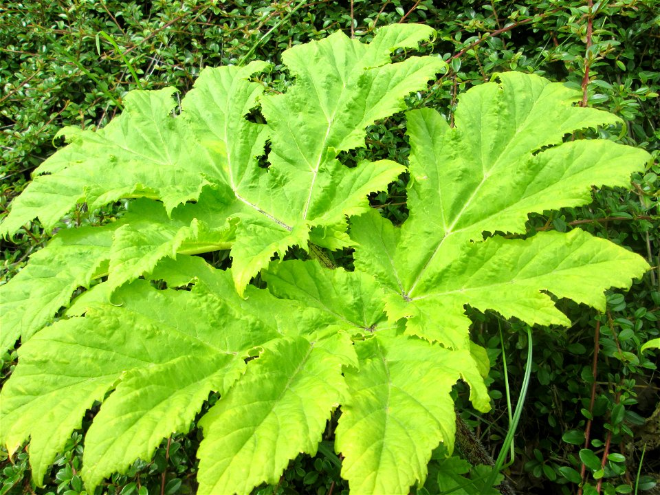 Riesen-Bärenklau (Heracleum mantegazzianum) invasiv am Straßenrand in Fechingen