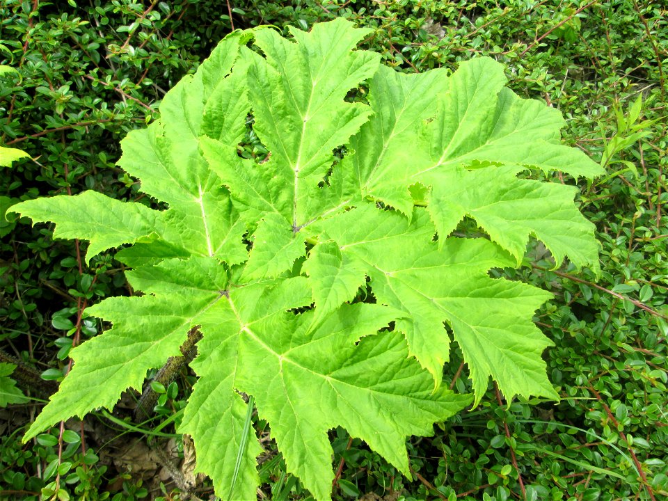 Riesen-Bärenklau (Heracleum mantegazzianum) invasiv am Straßenrand in Fechingen