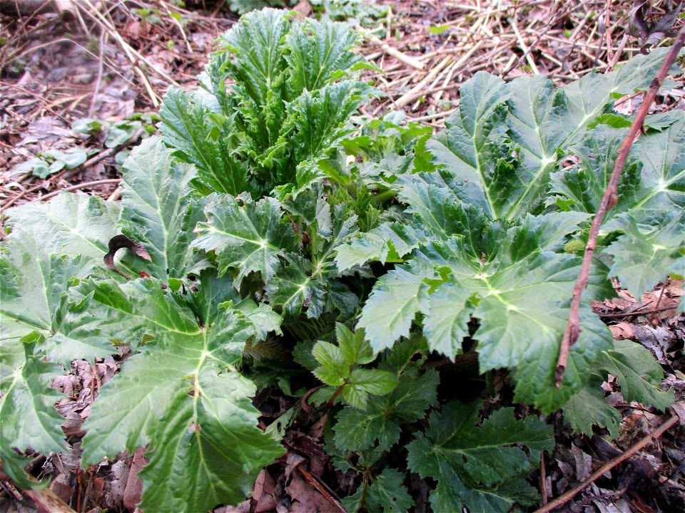 Riesen-Bärenklau (Heracleum mantegazzianum) nahe der Mündung des Saarbach in Güdingen