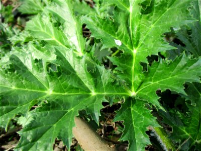 Riesen-Bärenklau (Heracleum mantegazzianum) invasiv am Saarbach in Brebach