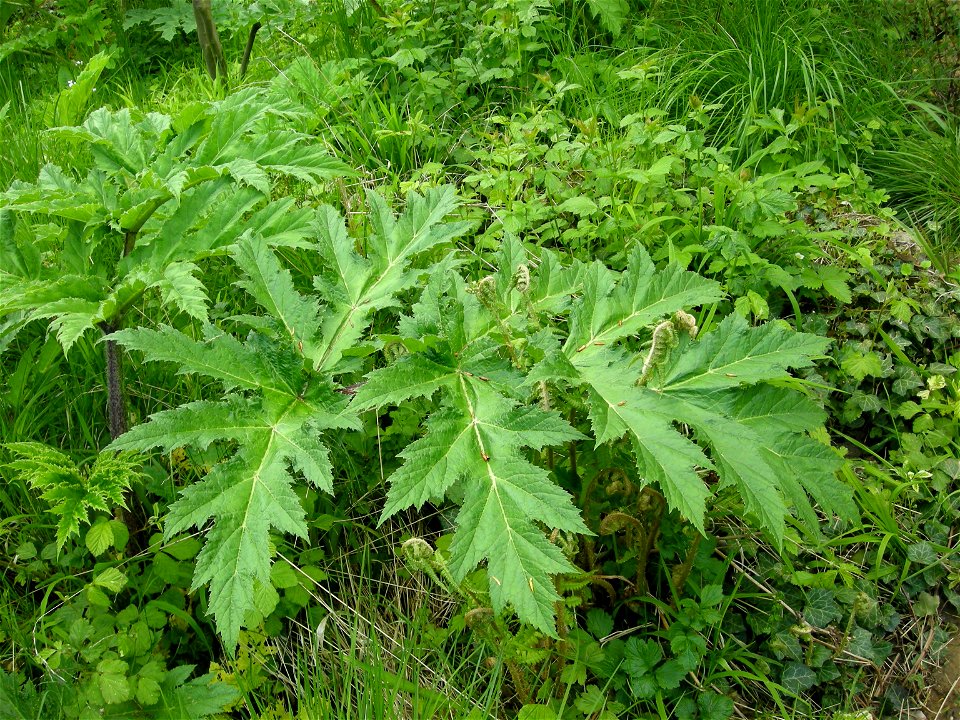 Berce du Caucase (Heracleum mantegazzianum) dans le jardin du Musée de l'École de Nancy