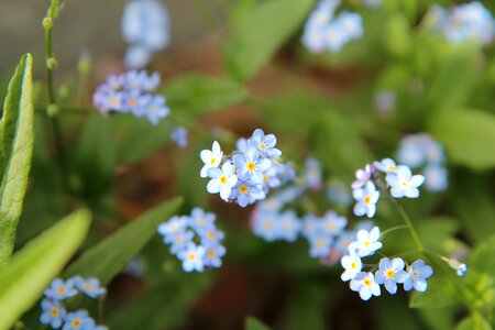 Forget-me-not blue myosotis arvensis flowering photo