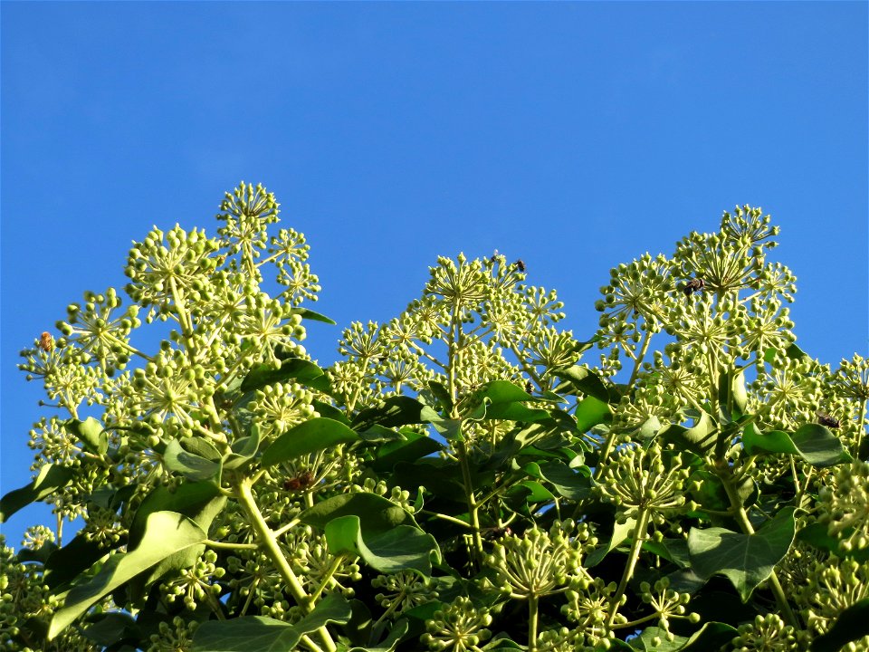 Efeu (Hedera helix) in Hockenheim
