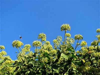 Efeu (Hedera helix) in Hockenheim