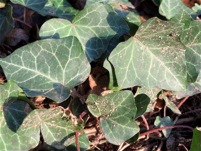 Gemeiner Efeu (Hedera helix) im Landesgartenschaupark Hockenheim