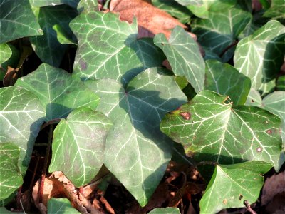 Efeu (Hedera helix) im Landesgartenschaupark Hockenheim