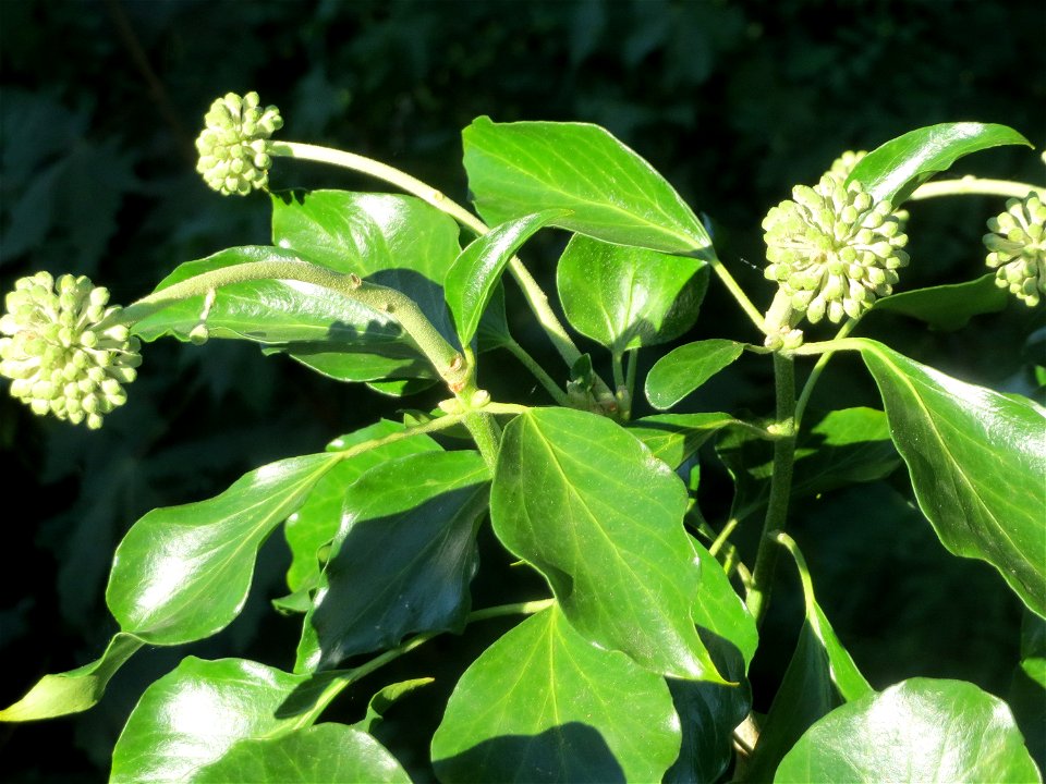 Gemeiner Efeu (Hedera helix) am Nußberg in Alt-Saarbrücken