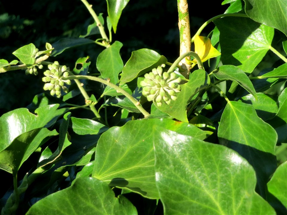 Gemeiner Efeu (Hedera helix) am Nußberg in Alt-Saarbrücken