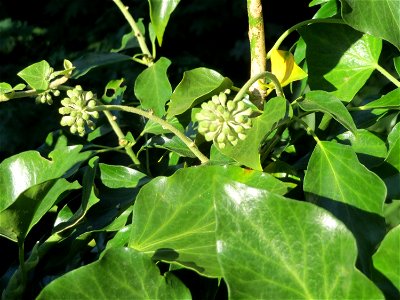 Gemeiner Efeu (Hedera helix) am Nußberg in Alt-Saarbrücken
