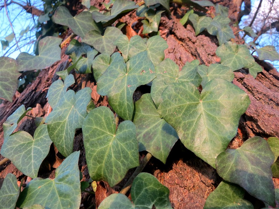 Efeu (Hedera helix) in Hockenheim
