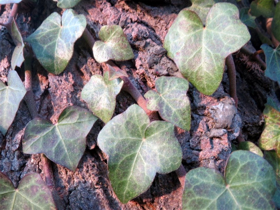 Efeu (Hedera helix) in Hockenheim
