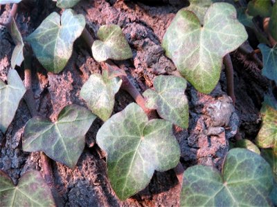 Efeu (Hedera helix) in Hockenheim