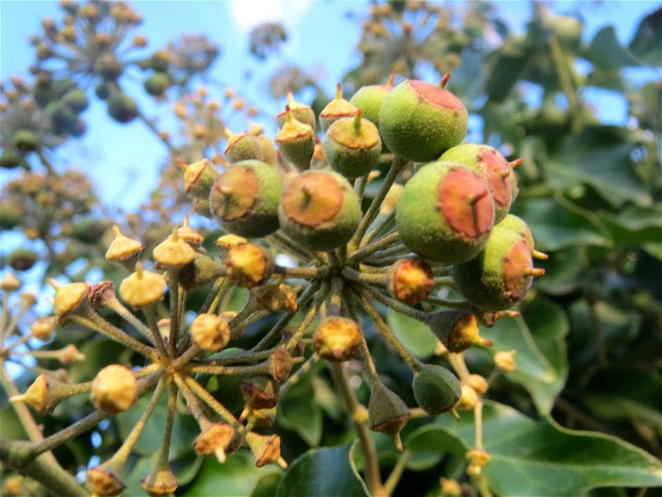 Efeu (Hedera helix) in Hockenheim