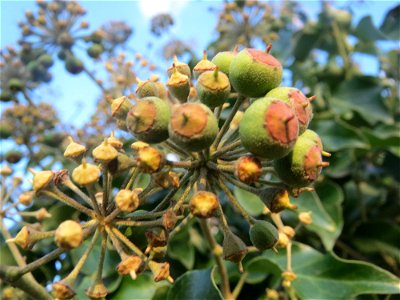 Efeu (Hedera helix) in Hockenheim