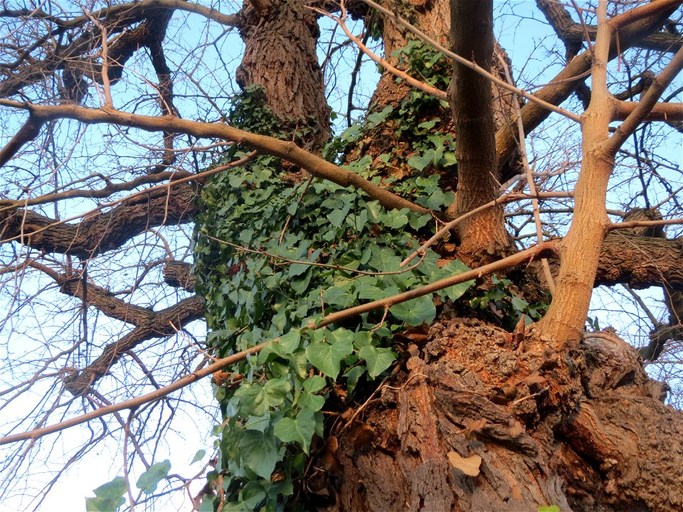 Efeu (Hedera helix) in Hockenheim
