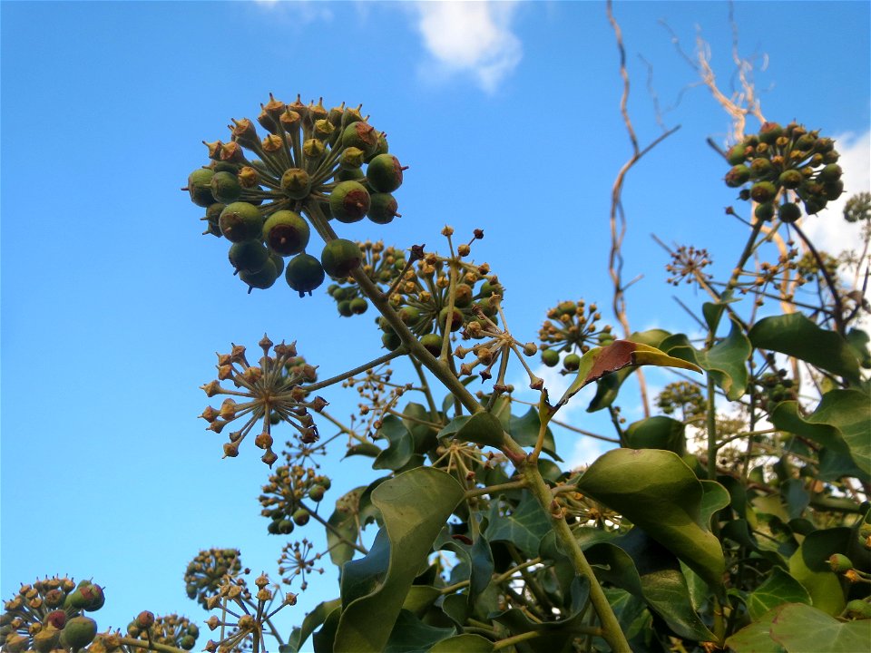 Efeu (Hedera helix) in Hockenheim