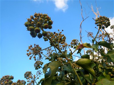 Efeu (Hedera helix) in Hockenheim