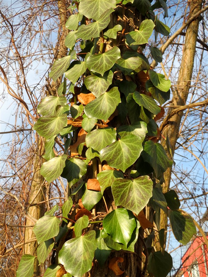 Efeu (Hedera helix) in Hockenheim