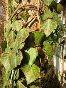 Efeu (Hedera helix) in Hockenheim