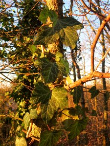 Gemeiner Efeu (Hedera helix) im Landesgartenschaupark Hockenheim